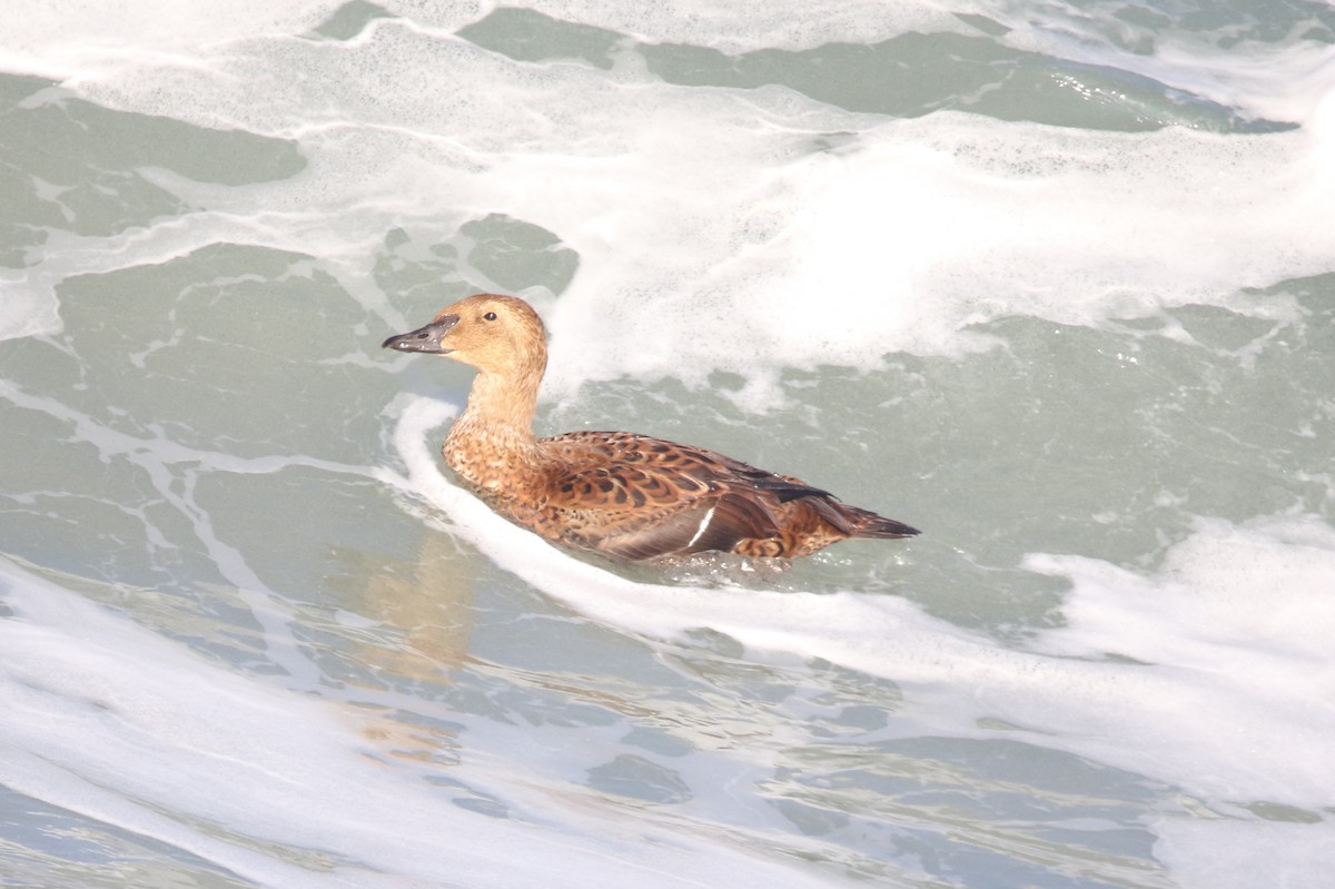 Süslü Pufla - ML645412507