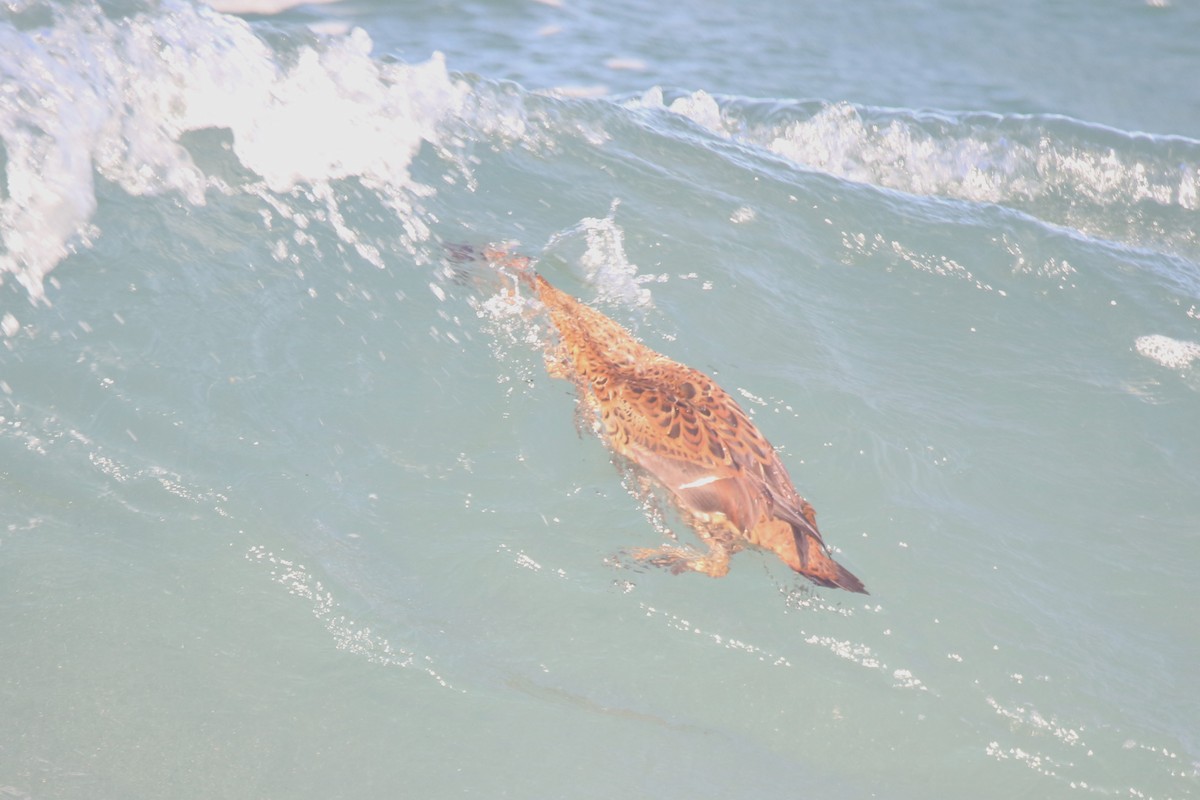 Süslü Pufla - ML645412508