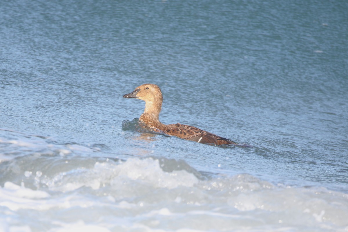 Süslü Pufla - ML645412509