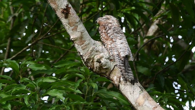 Büyük Putu - ML645412510