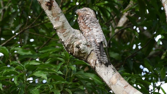 Büyük Putu - ML645412511