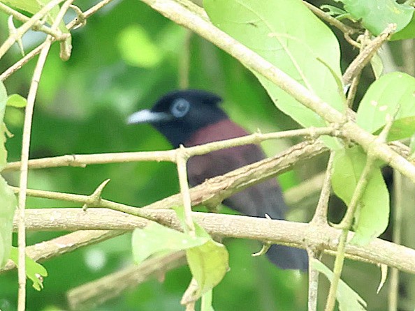 Siyah Japon Monarkı - ML645412517