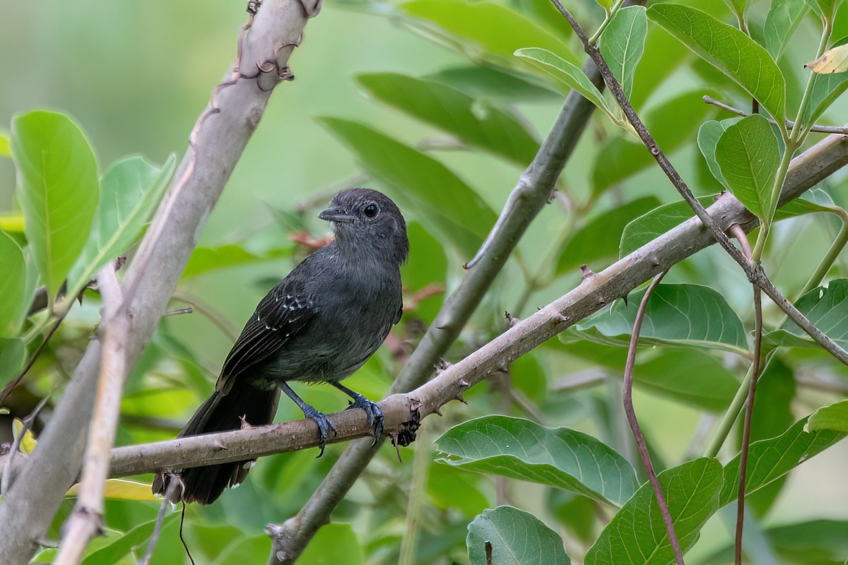 Mato Grosso Karıncakuşu - ML645412518