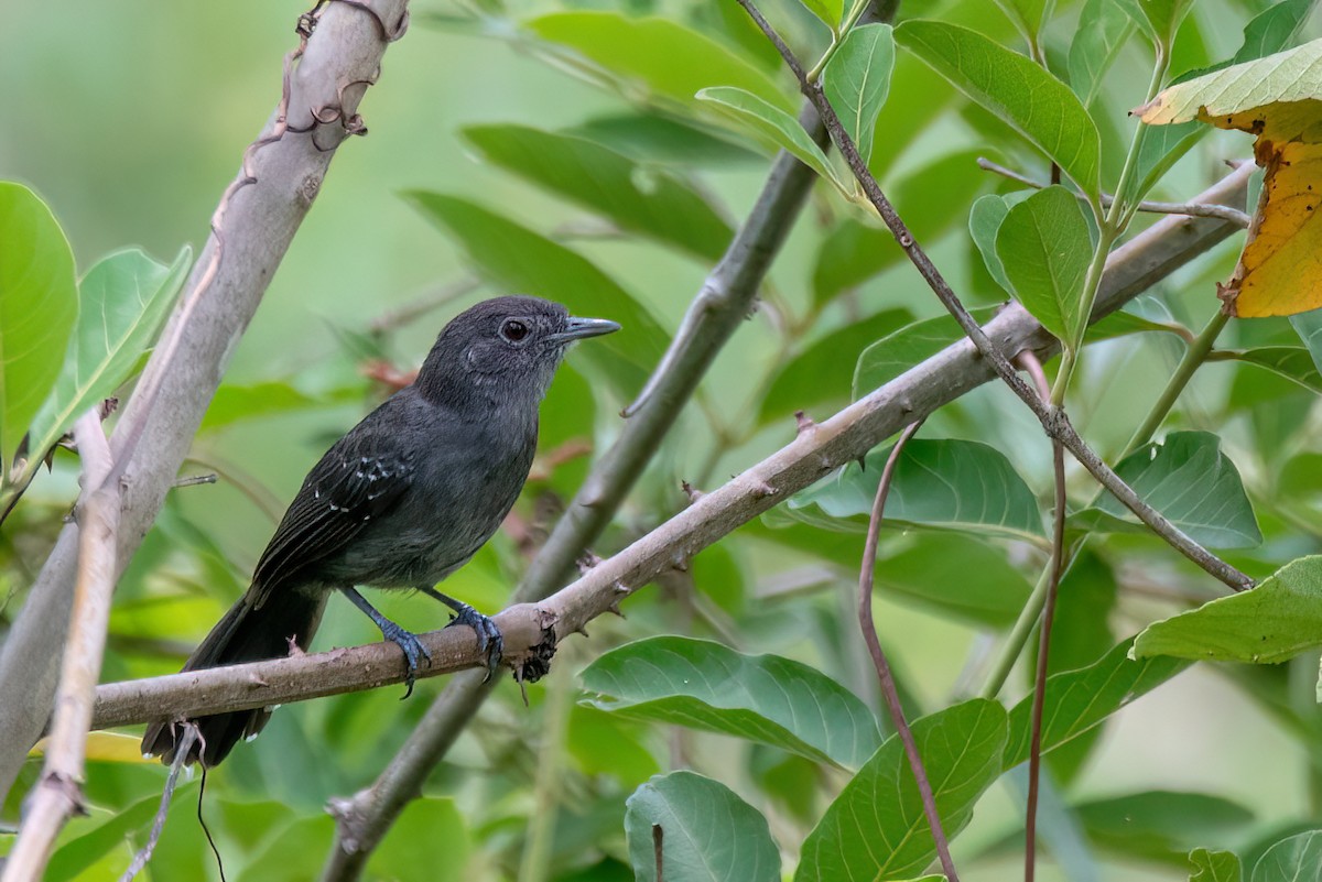 Mato Grosso Karıncakuşu - ML645412519