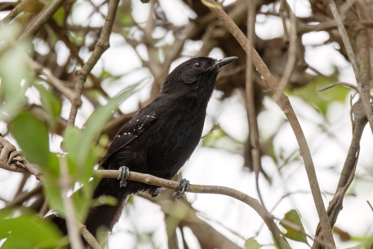 Mato Grosso Karıncakuşu - ML645412520