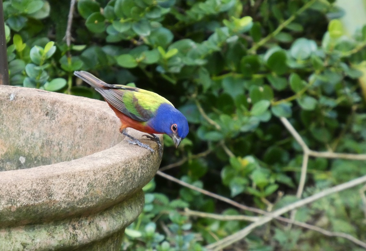 Boyalı Çinte - ML645412523