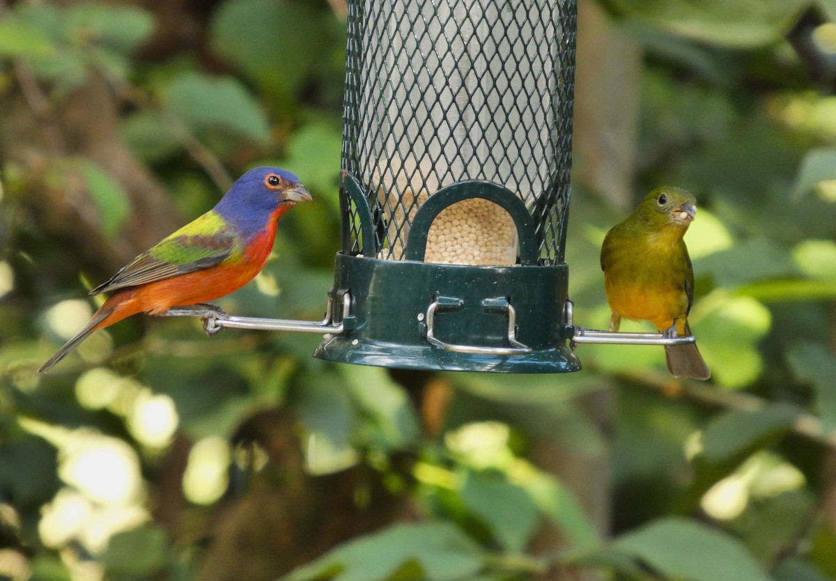 Boyalı Çinte - ML645412524