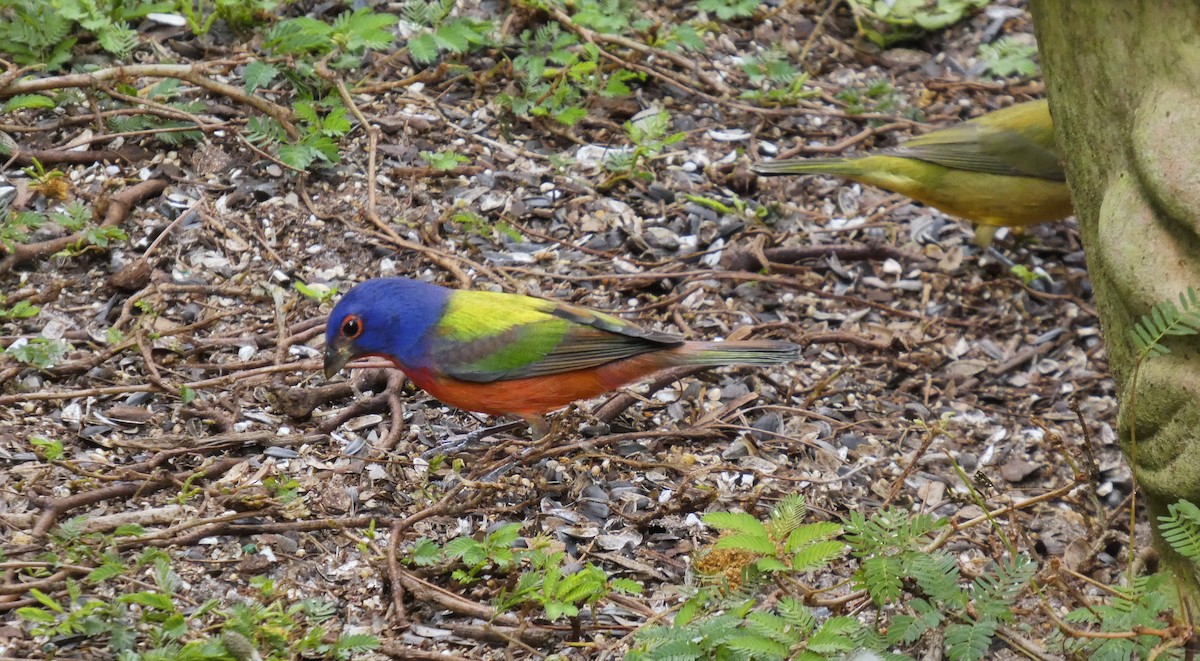 Boyalı Çinte - ML645412525