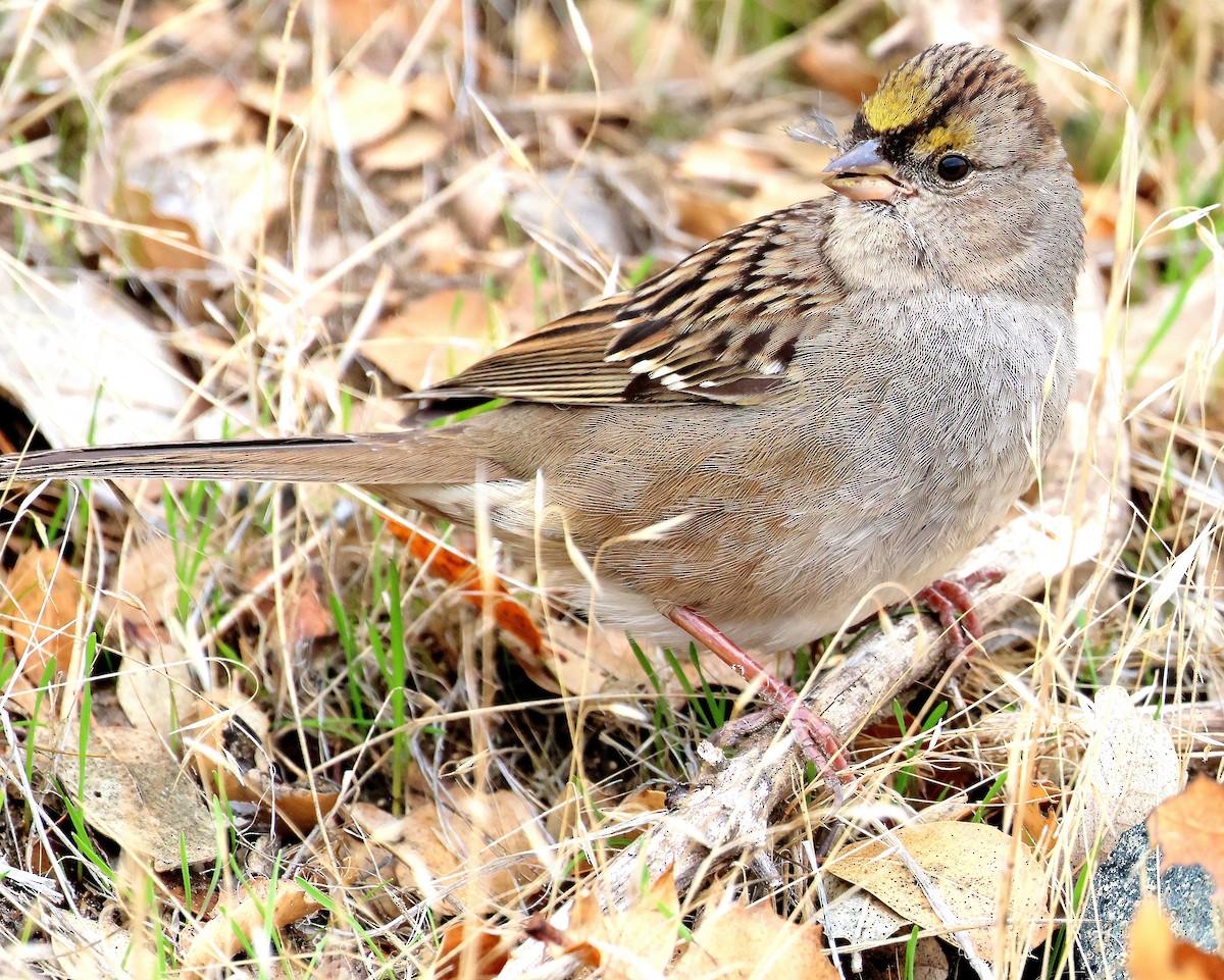 Sarı Tepeli Serçe - ML645412526