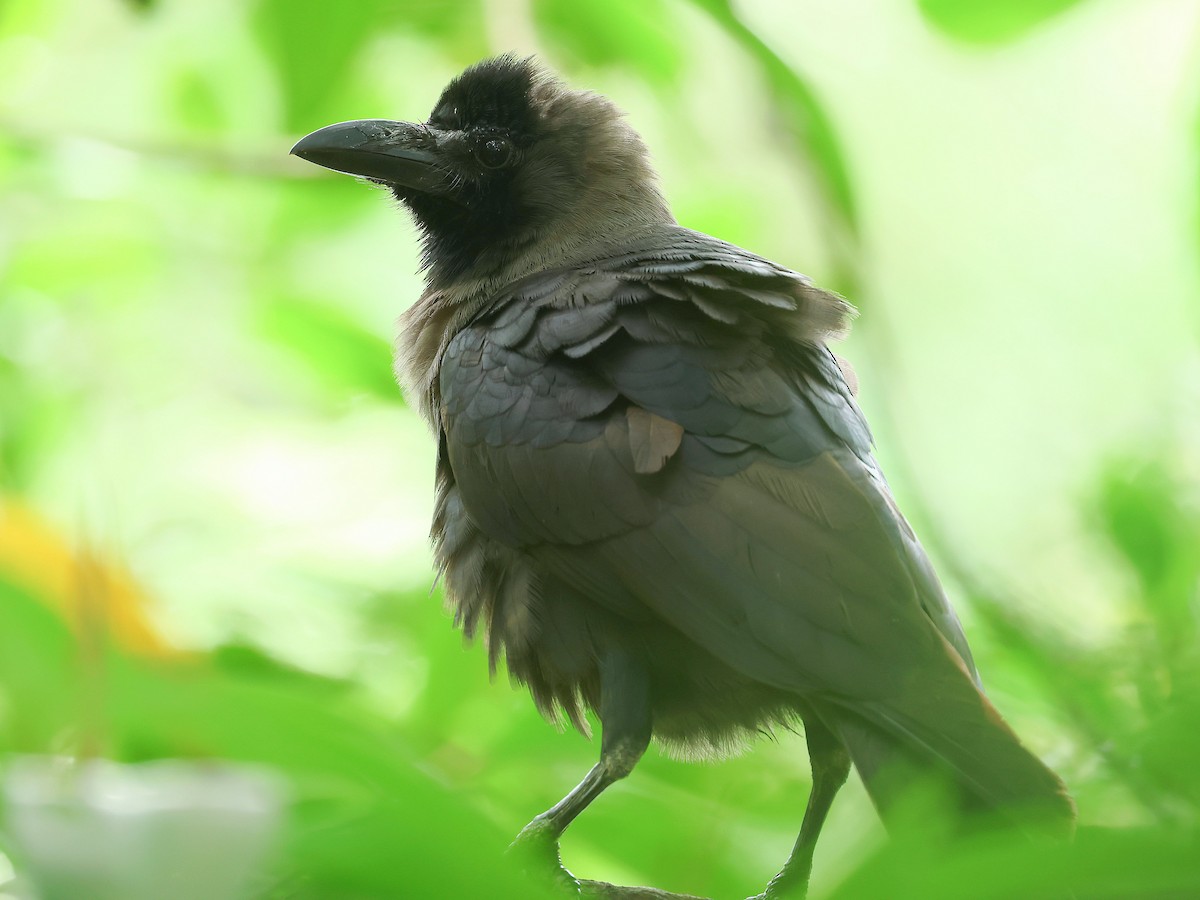 Ev Kargası - ML645412528