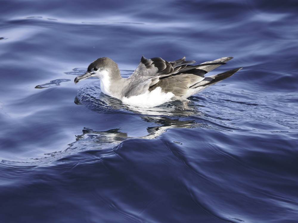 Gri Sırtlı Yelkovan - ML645412529