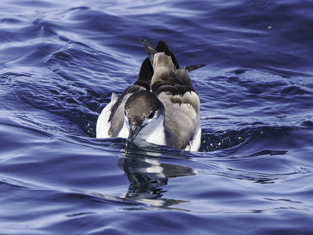 Gri Sırtlı Yelkovan - ML645412530