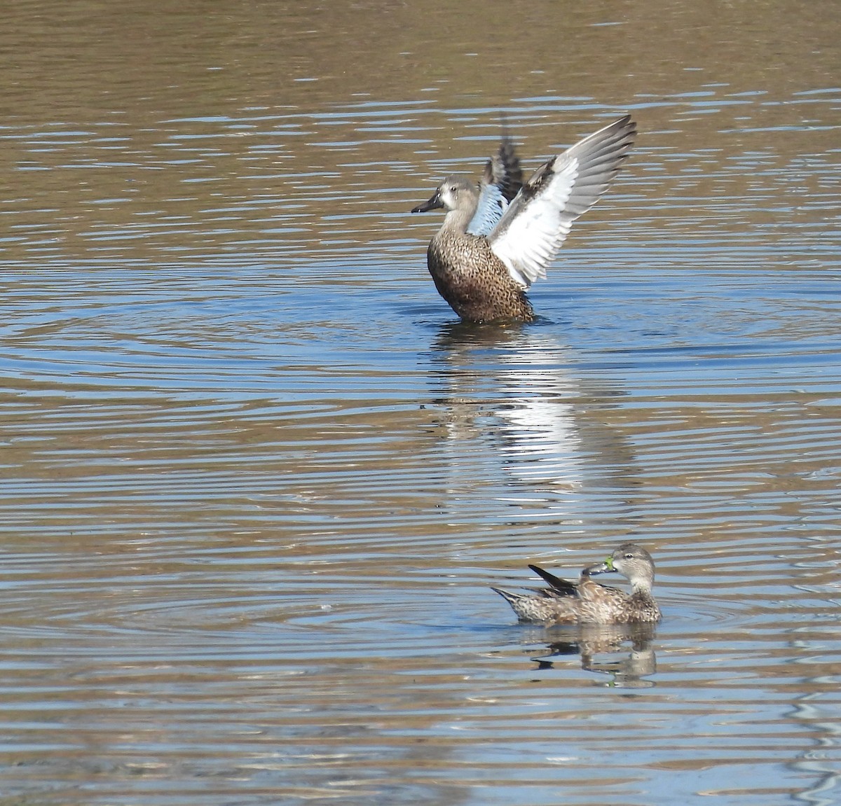 Mavi Kanatlı Ördek - ML645412532