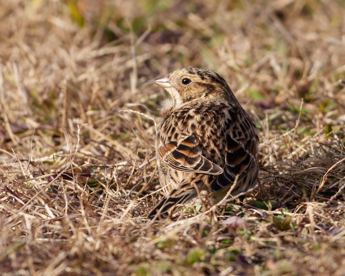 Mahmuzlu Çinte - ML645412534