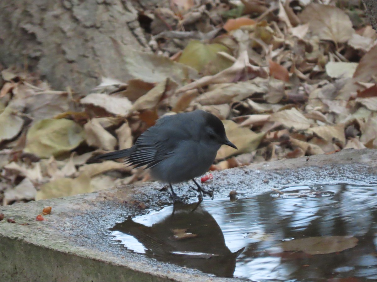 drozdec černohlavý - ML645412535