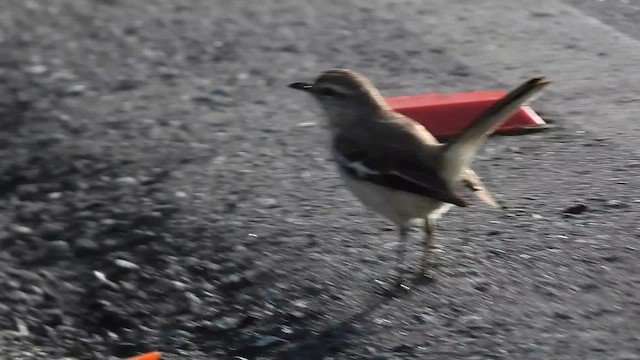 White-banded Mockingbird - ML645412542