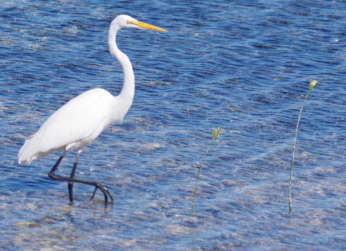 Koartza zuria - ML645412543