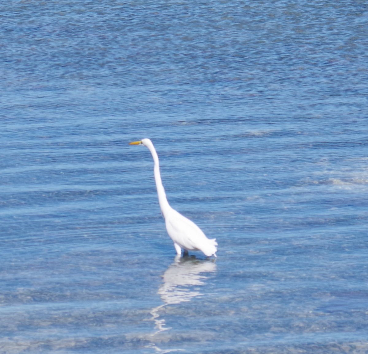 Koartza zuria - ML645412544