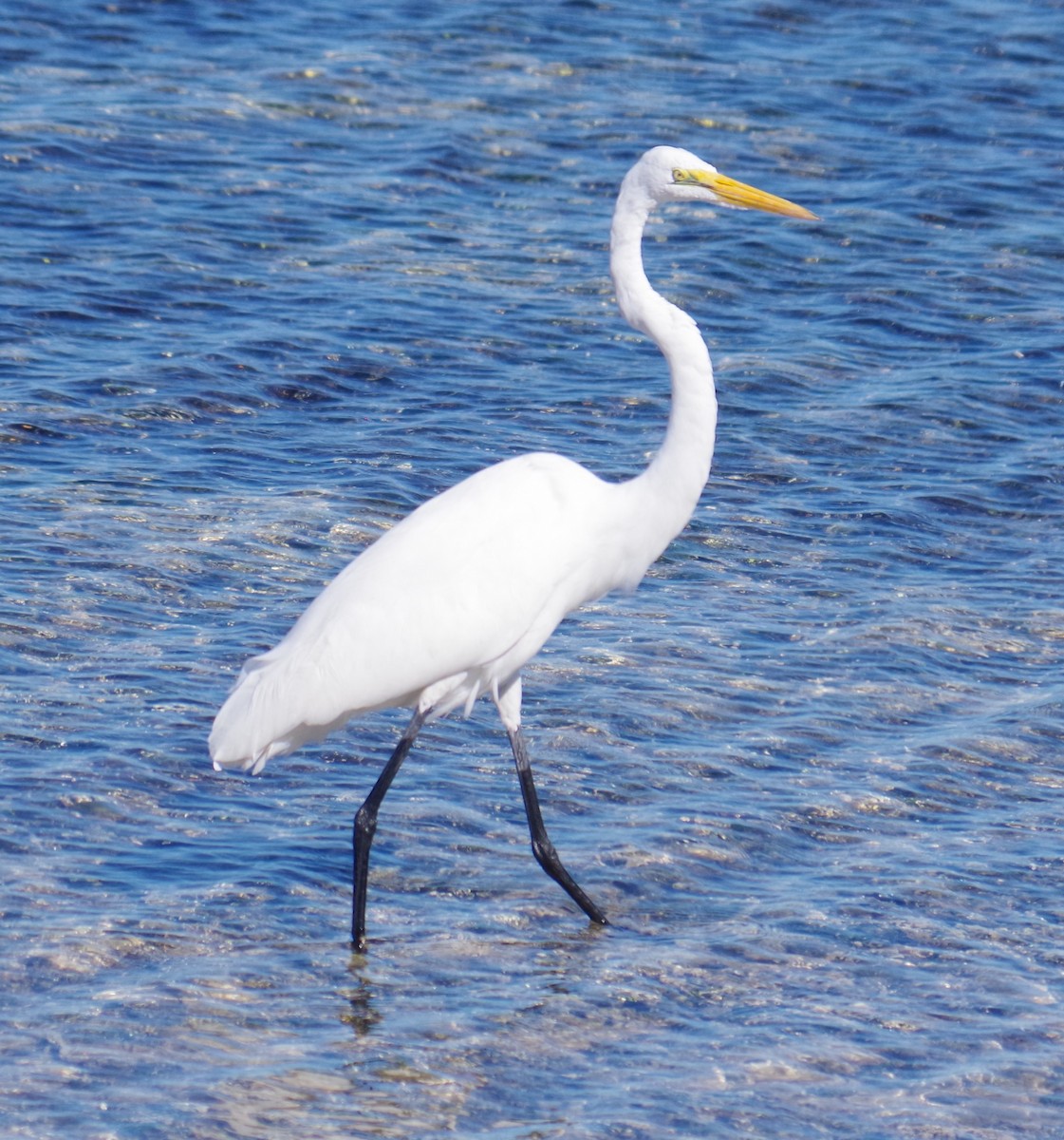 Koartza zuria - ML645412545