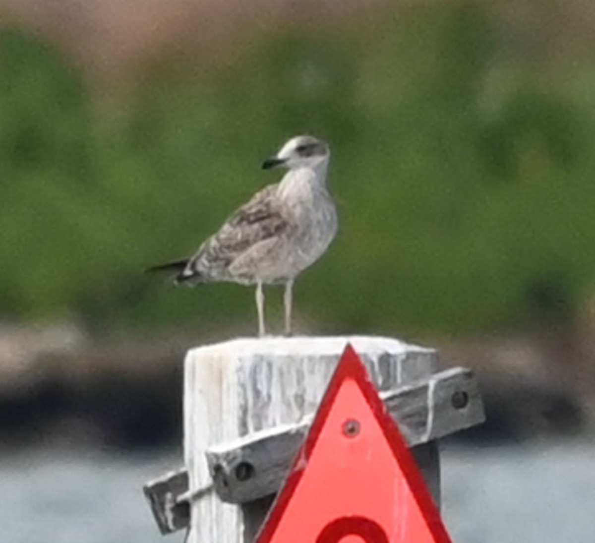 Zafferano - ML645412549