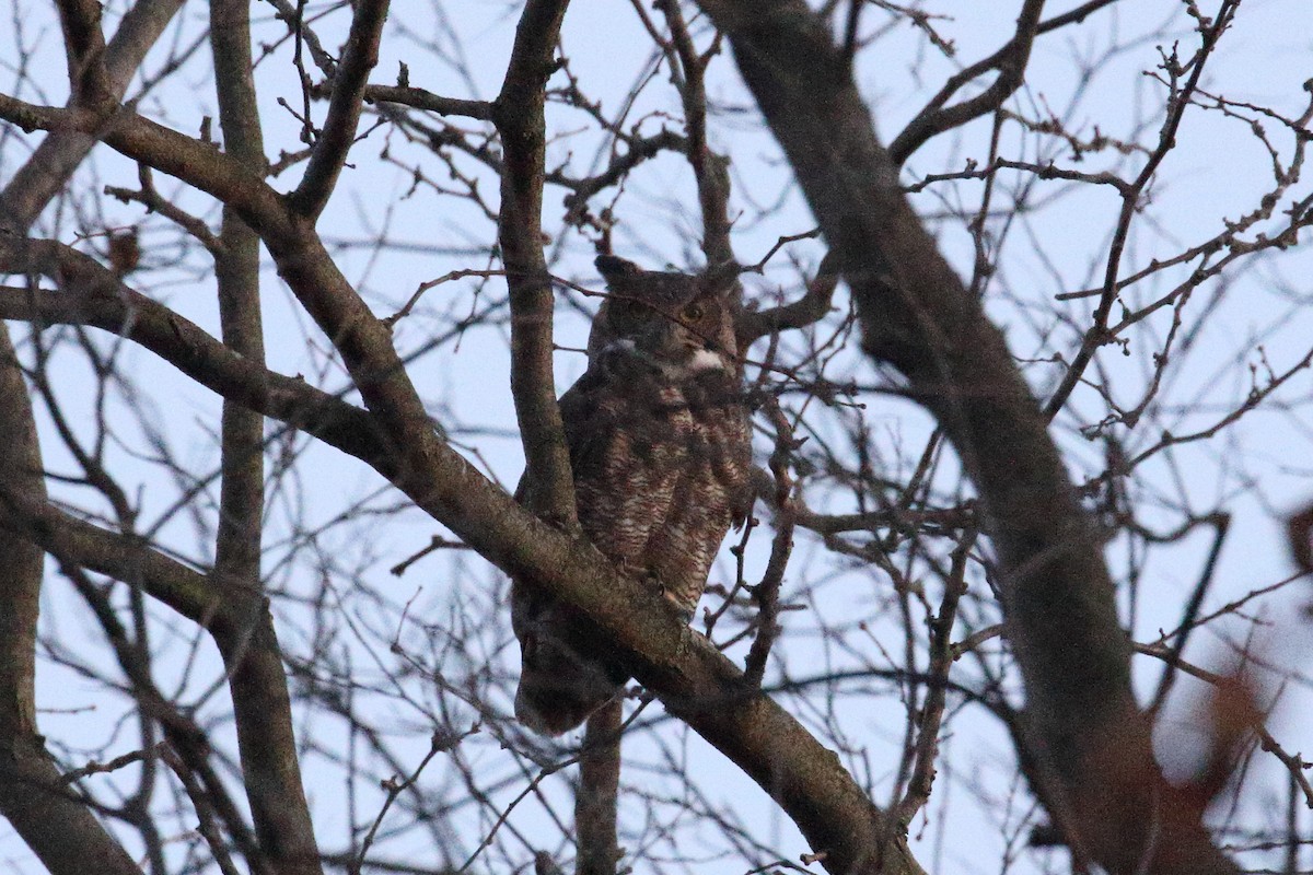 Great Horned Owl - ML645412574