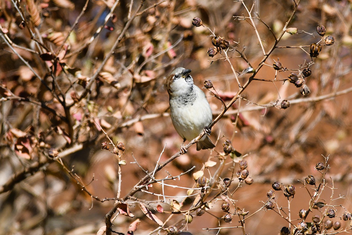 דרור הבית - ML645412578