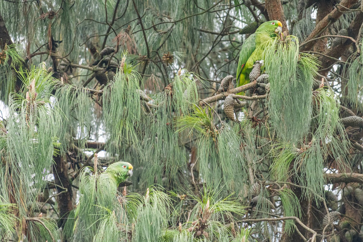 Yellow-crowned Amazon - ML645412579