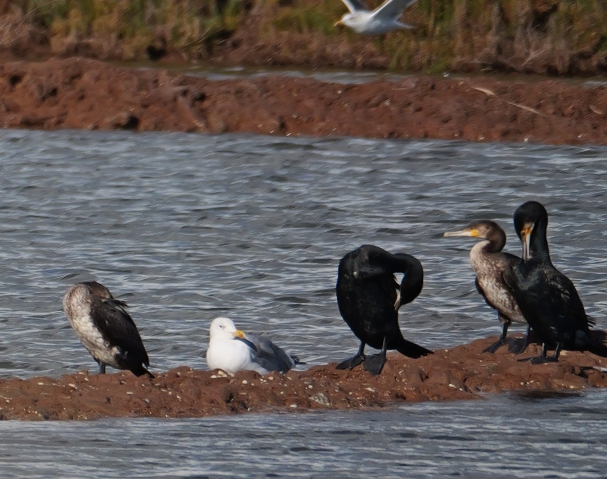 kormorán velký - ML645412586