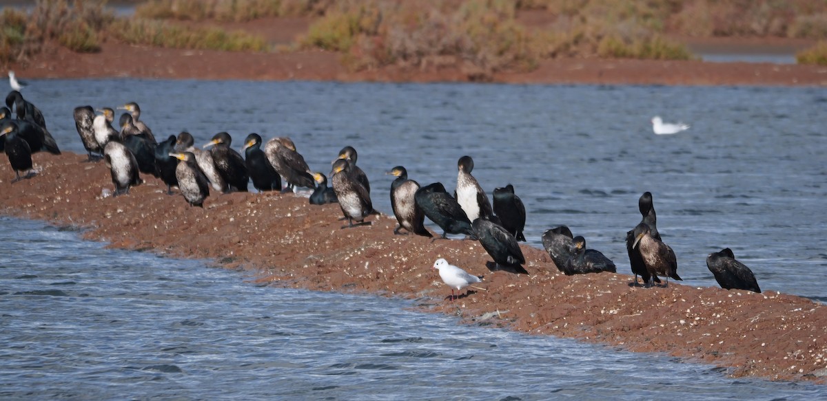 kormorán velký - ML645412587