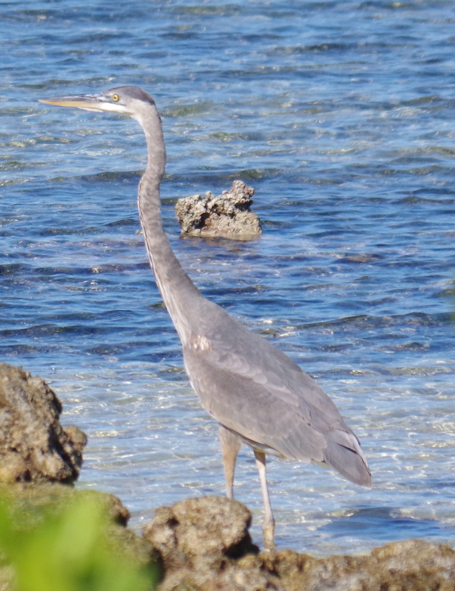 אנפה אמריקנית - ML645412593
