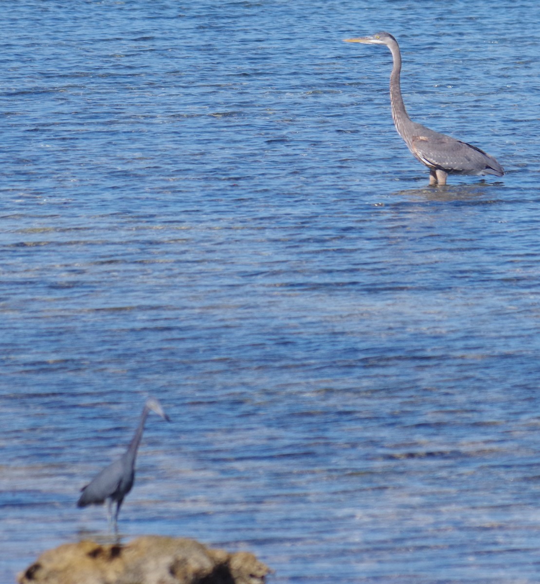 אנפה אמריקנית - ML645412594