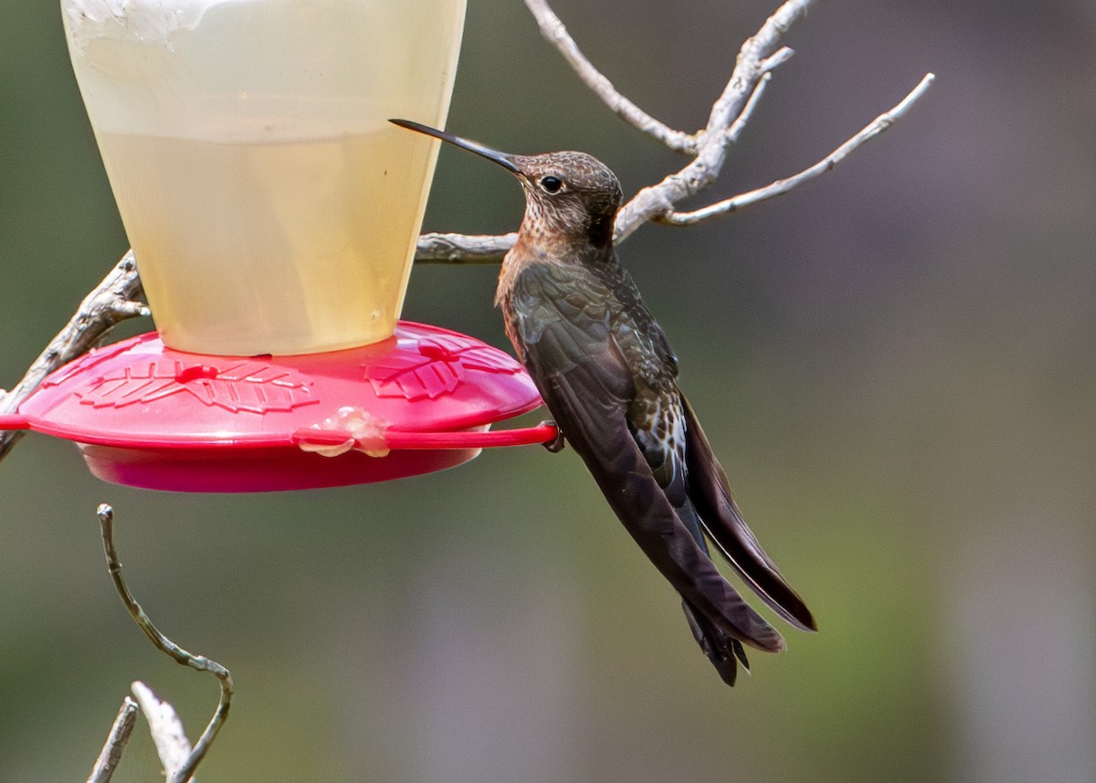 Giant Hummingbird - ML645412596