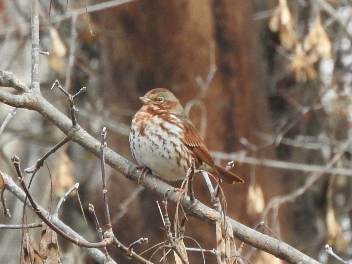 Fox Sparrow - ML645412608