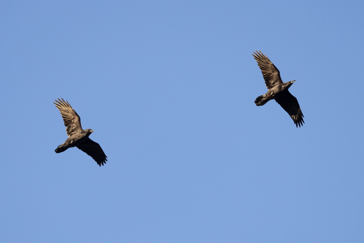 krkavec velký - ML645412610