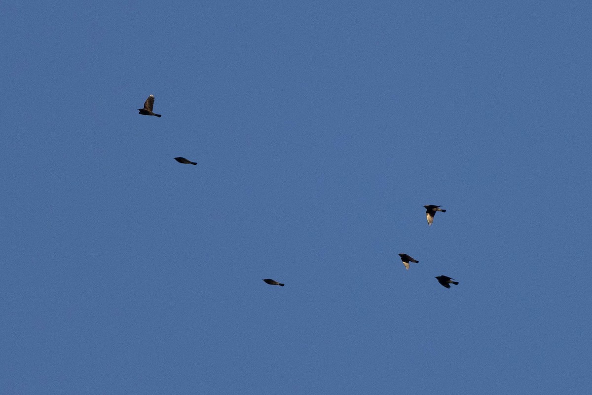 Rusty Blackbird - ML645412613