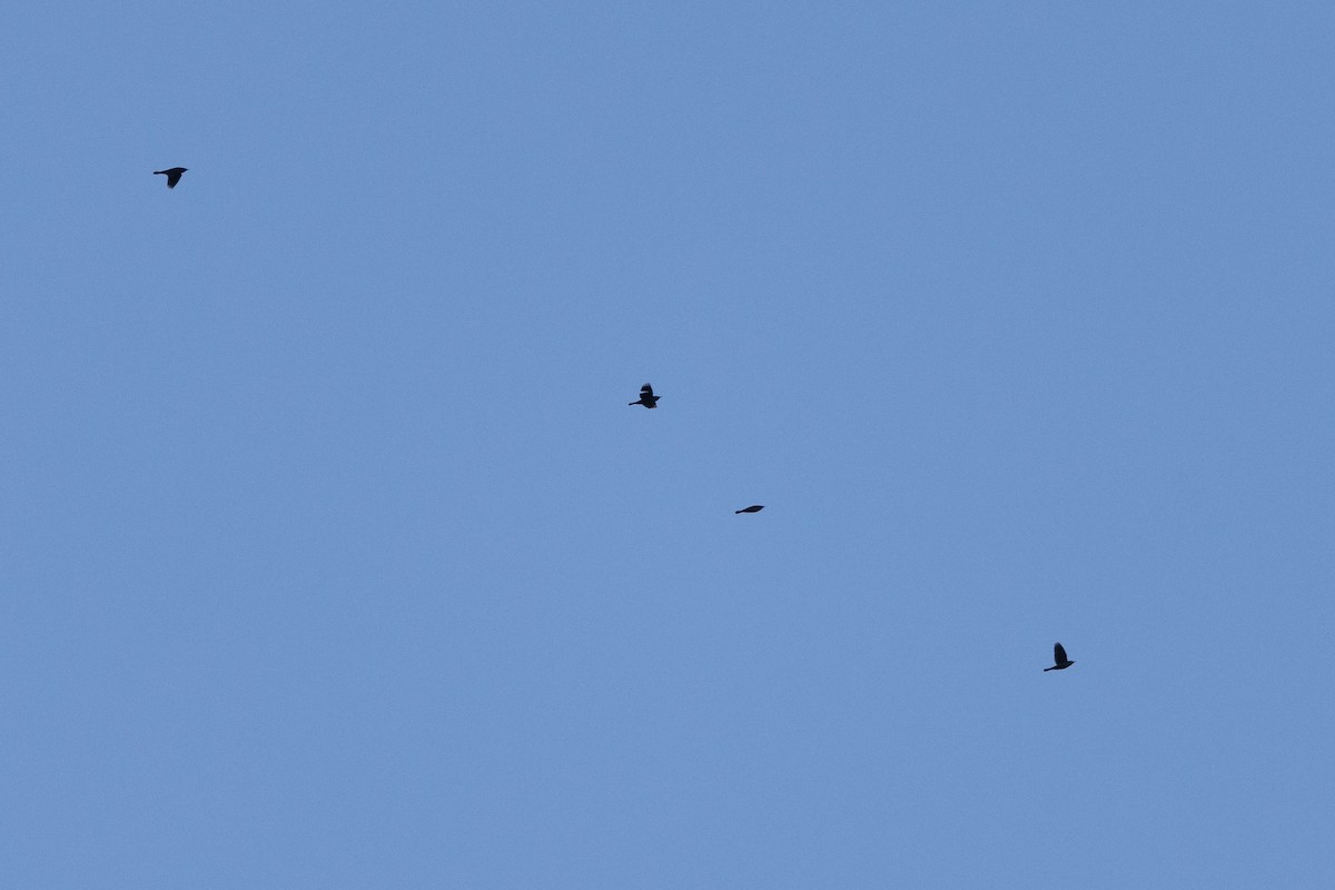 Rusty Blackbird - ML645412615