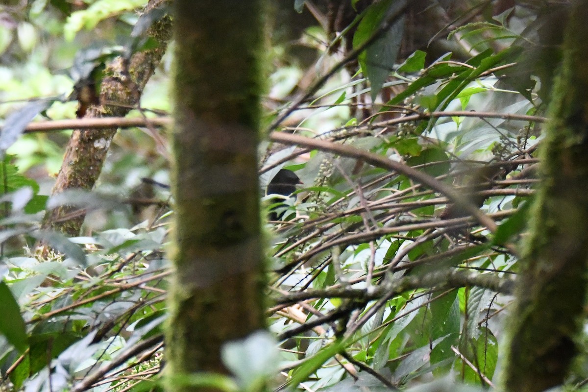 Black-faced Solitaire - ML645412616