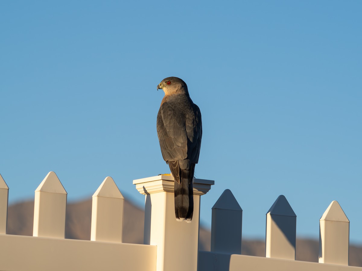 Cooper's Hawk - ML645412617