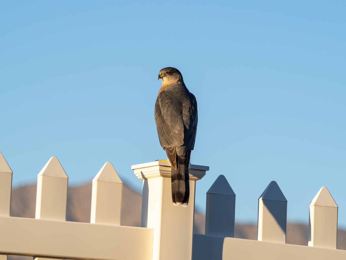 Cooper's Hawk - ML645412624
