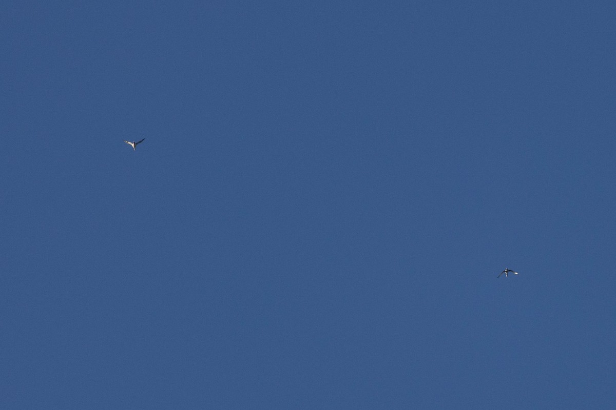 potáplice lední - ML645412627