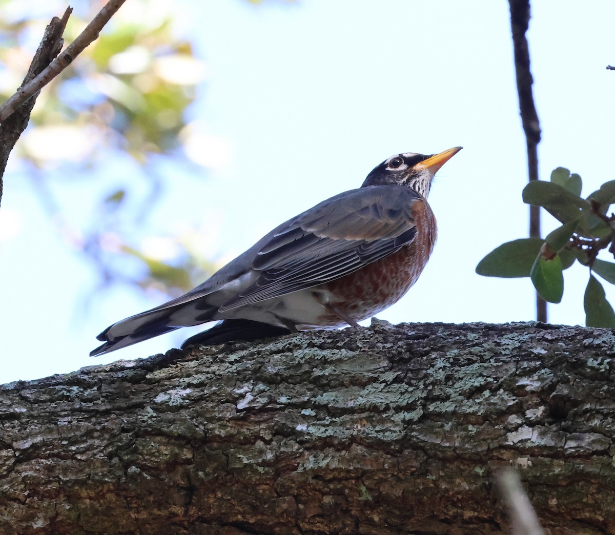 American Robin - ML645412628