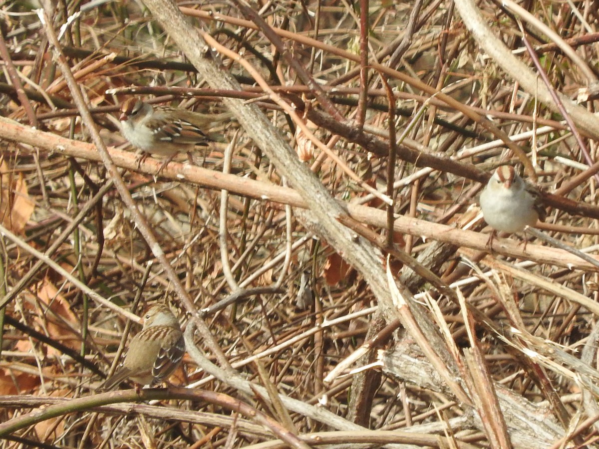 White-crowned Sparrow - ML645412633