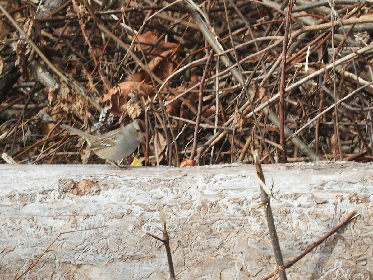 White-crowned Sparrow - ML645412634