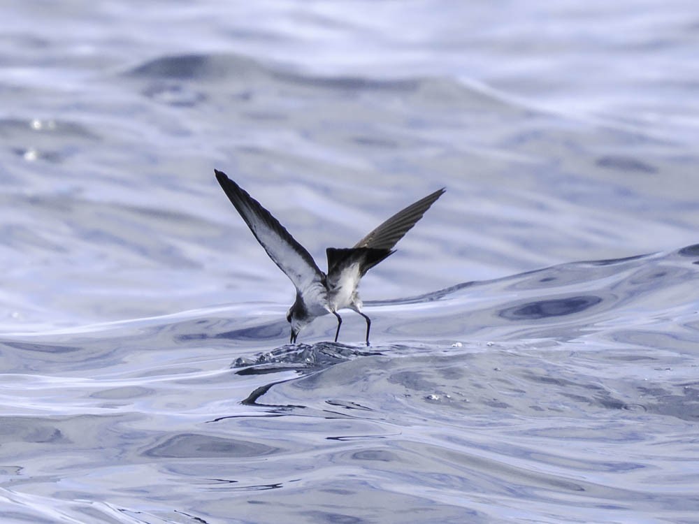 fregattstormsvale - ML645412642