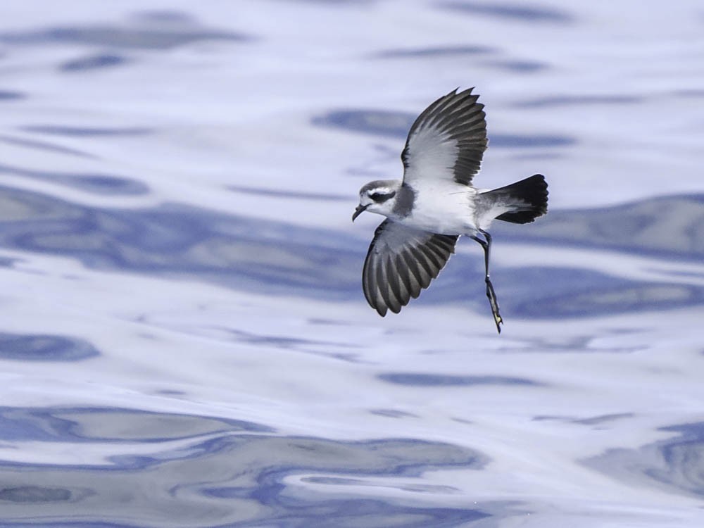 fregattstormsvale - ML645412643