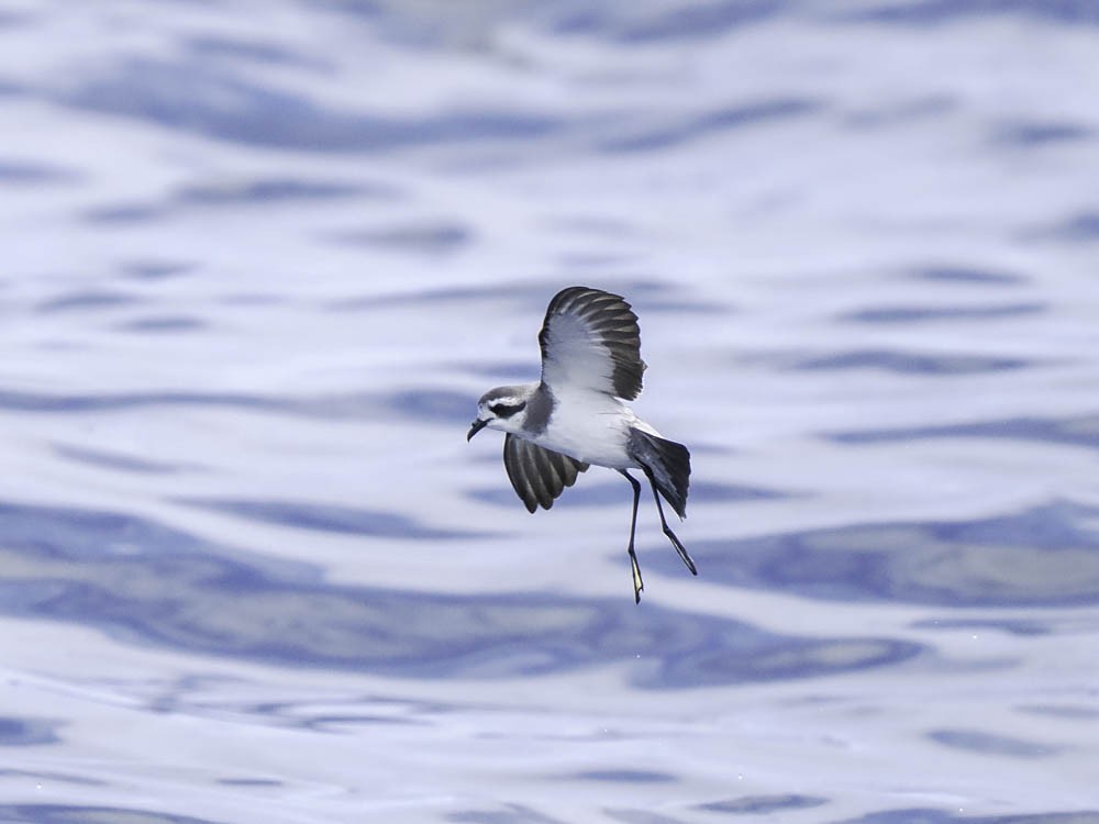 fregattstormsvale - ML645412644