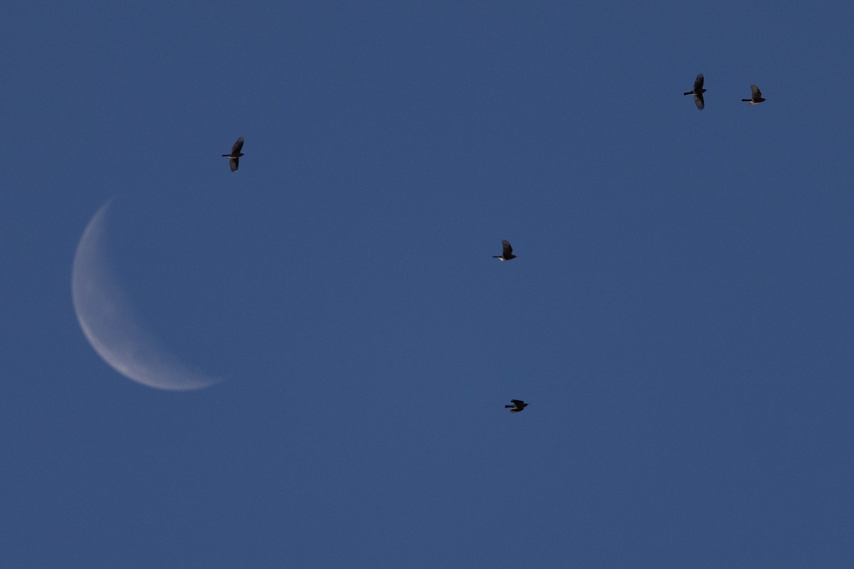 drozd stěhovavý - ML645412645