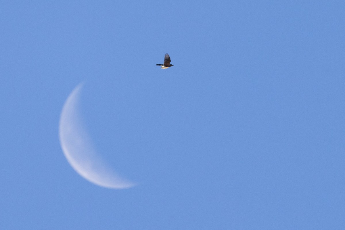 drozd stěhovavý - ML645412646