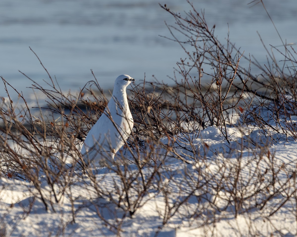 Lagopodo zuria - ML645412659