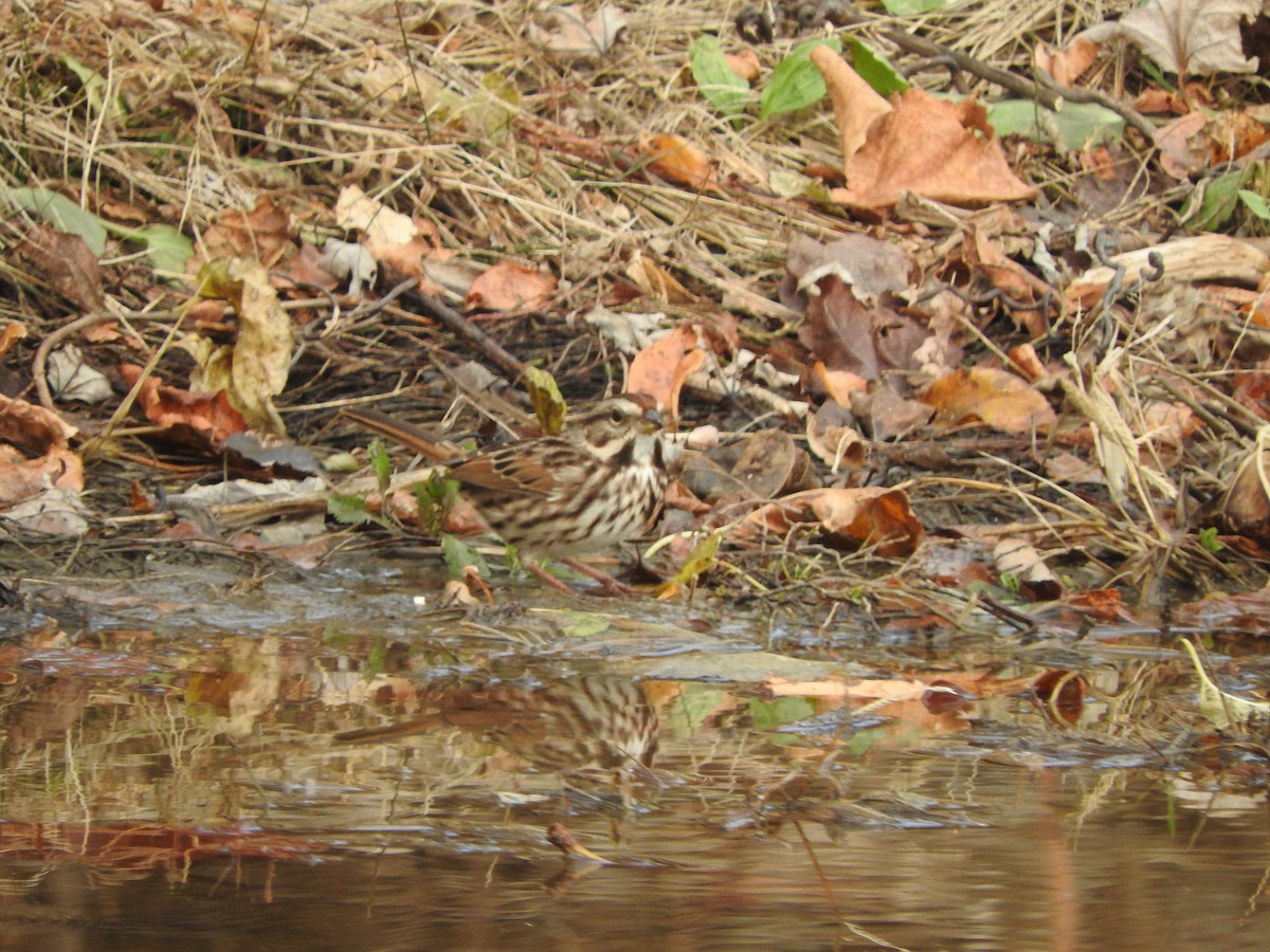 Song Sparrow - ML645412660